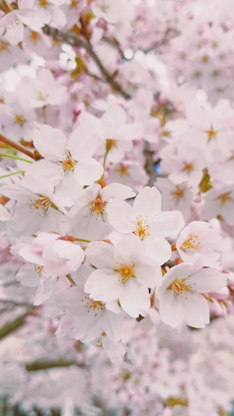 a close up of a bunch of flowers on a tree, japanese collection product, slide show, no cropping, blush