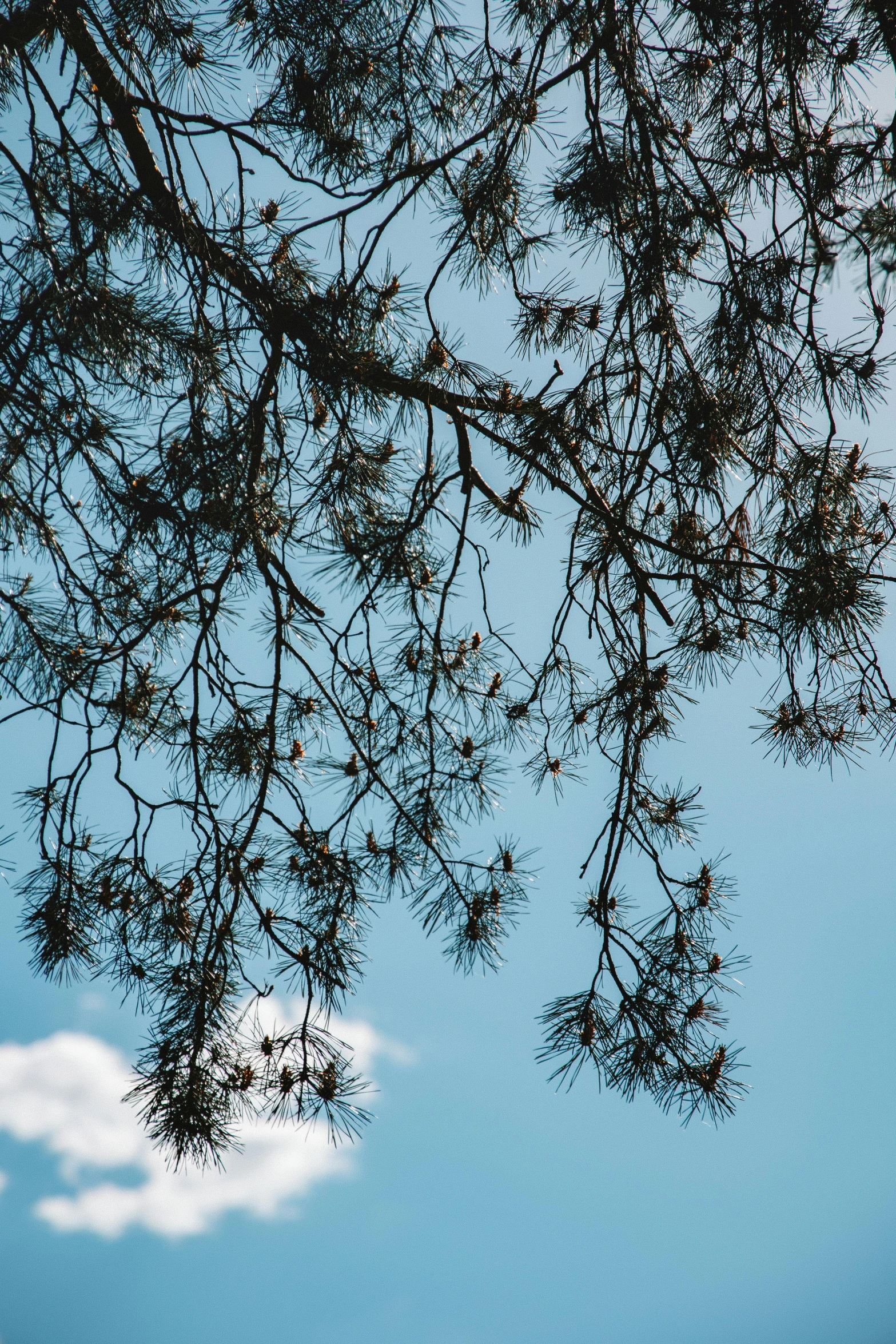 the sun shines through the branches of a pine tree, inspired by Elsa Bleda, unsplash, minimalism, clear blue skies, unsplash photo contest winner, today\'s featured photograph 4k, scattered clouds