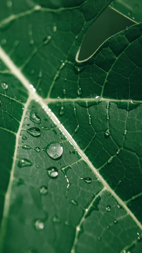 a close up of a leaf with water droplets on it, unsplash, multiple stories, micro detail 4k, high angle shot, filmstill