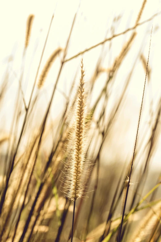 tall grass blowing in the wind on a sunny day, by David Garner, trending on unsplash, visual art, sepia colors, gold, medium format. soft light, soft light - n 9