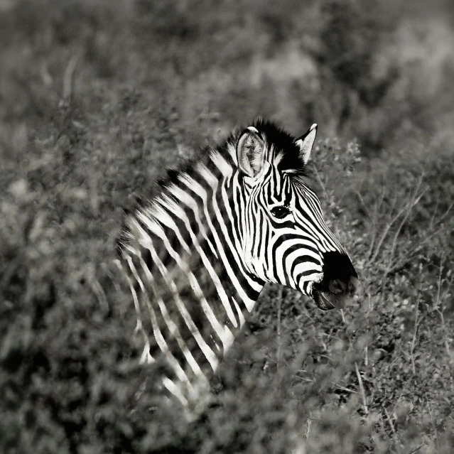 a black and white photo of a zebra in the wild, again and again, shot with hasselblad, hiding, beautiful surroundings