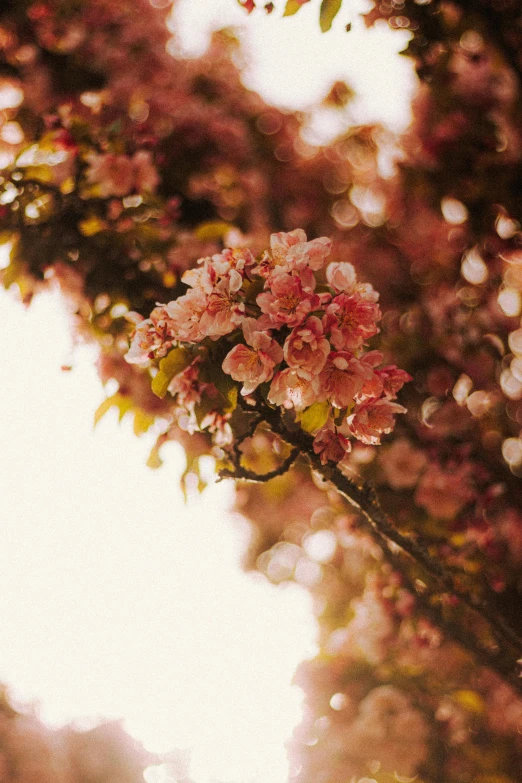 a close up of a tree with pink flowers, inspired by Elsa Bleda, unsplash, redscale photography, 🌸 🌼 💮, lights on, warm spring