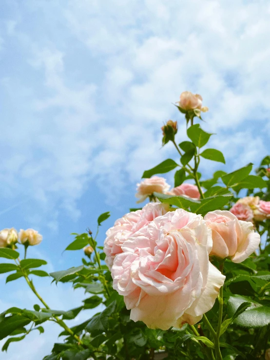 a bush of pink roses against a blue sky, inspired by Charlotte Nasmyth, unsplash, light blush, lightweight, multicoloured, classical