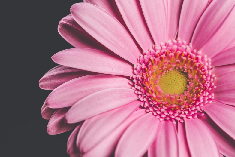 a close up of a pink flower on a black background, pexels contest winner, giant daisy flower over head, 4 k smooth, instagram post, ((pink))