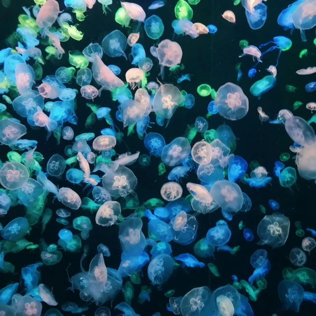 a bunch of jellyfish floating in the water, unsplash, interactive art, biodome, blueish, colored spots, 2000s photo