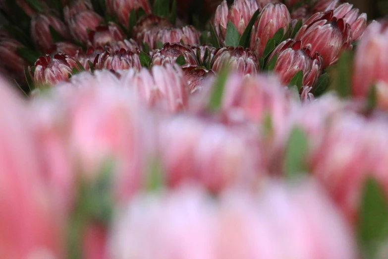 a close up of a bunch of pink flowers, sea of parfait, market, youtube thumbnail, shot with sony alpha 1 camera