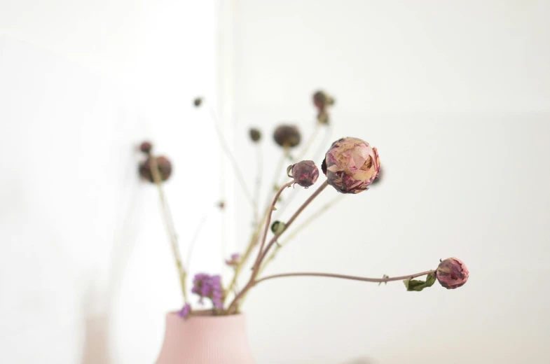 a pink vase with dried flowers in it, unsplash, thistles, bright daylight indoor photo, flower buds, muted colour