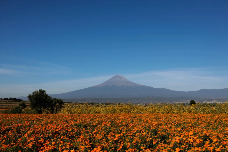 a field of orange flowers with a mountain in the background, by Bradley Walker Tomlin, hurufiyya, mexico city, dezeen, avatar image, mount fuji