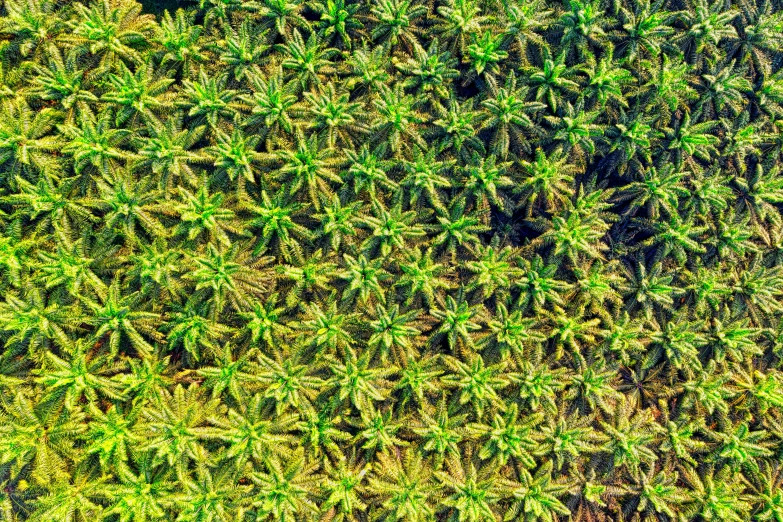 an aerial view of a group of palm trees, a macro photograph, by Jacob de Heusch, cannabis - sativa - field, verbena, many stars, in rows