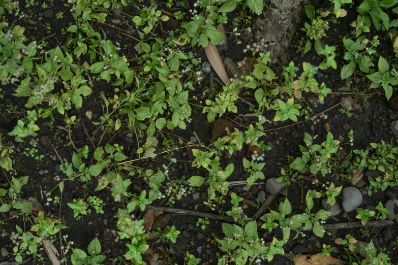 a bunch of plants that are in the dirt, hurufiyya, zoomed out shot, green foliage, “berries, shot with sony alpha 1 camera