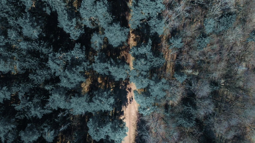 a bird's eye view of a dirt road in the middle of a forest, by Adam Marczyński, unsplash contest winner, conceptual art, people walking around, thumbnail, blue trees, cinematic shot ar 9:16 -n 6 -g