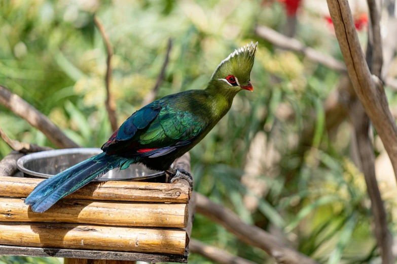 a green bird sitting on top of a metal bowl, turaco morphing chicken, perched on intricate throne, vacation photo, new zeeland