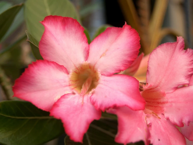 a close up of a pink flower with green leaves, by Phyllis Ginger, hurufiyya, flowering vines, african sybil, taken in the early 2020s, with a whitish