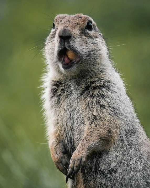 a ground squirrel standing on its hind legs, an album cover, trending on pexels, happy with his mouth open, grey, attractive photo, grinning lasciviously