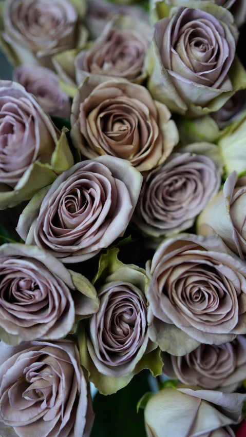 a close up of a bunch of flowers, silver mist, rosette, slightly tanned, hearts