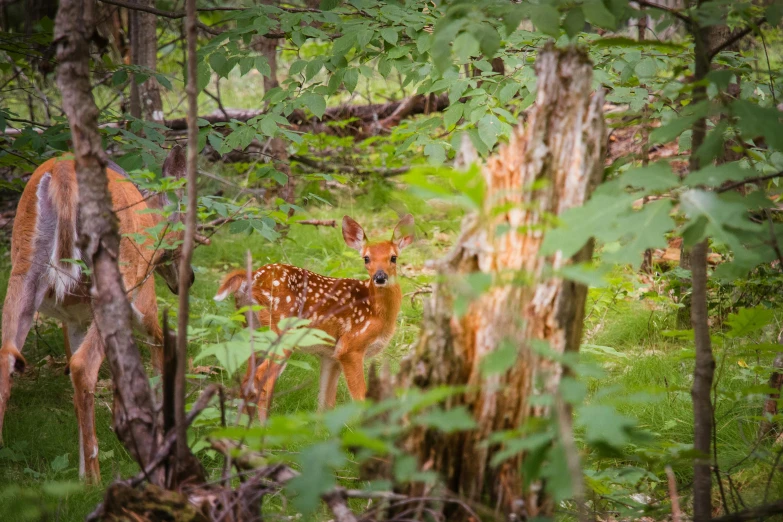 a couple of deer standing on top of a lush green forest, unsplash, renaissance, william penn state forest, 2022 photograph, digital image, dappled