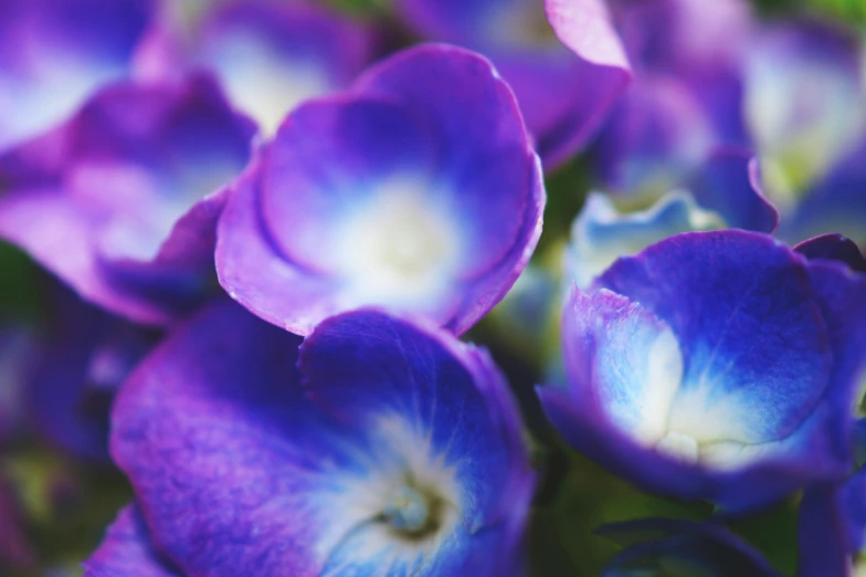 a close up of a bunch of purple flowers, inspired by Yves Klein, unsplash, glowing blue mushrooms, hydrangea, closeup 4k, ((purple))