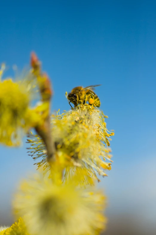 a bee sitting on top of a tree branch, by David Simpson, pexels, blue sky, willow plant, slide show, pollen