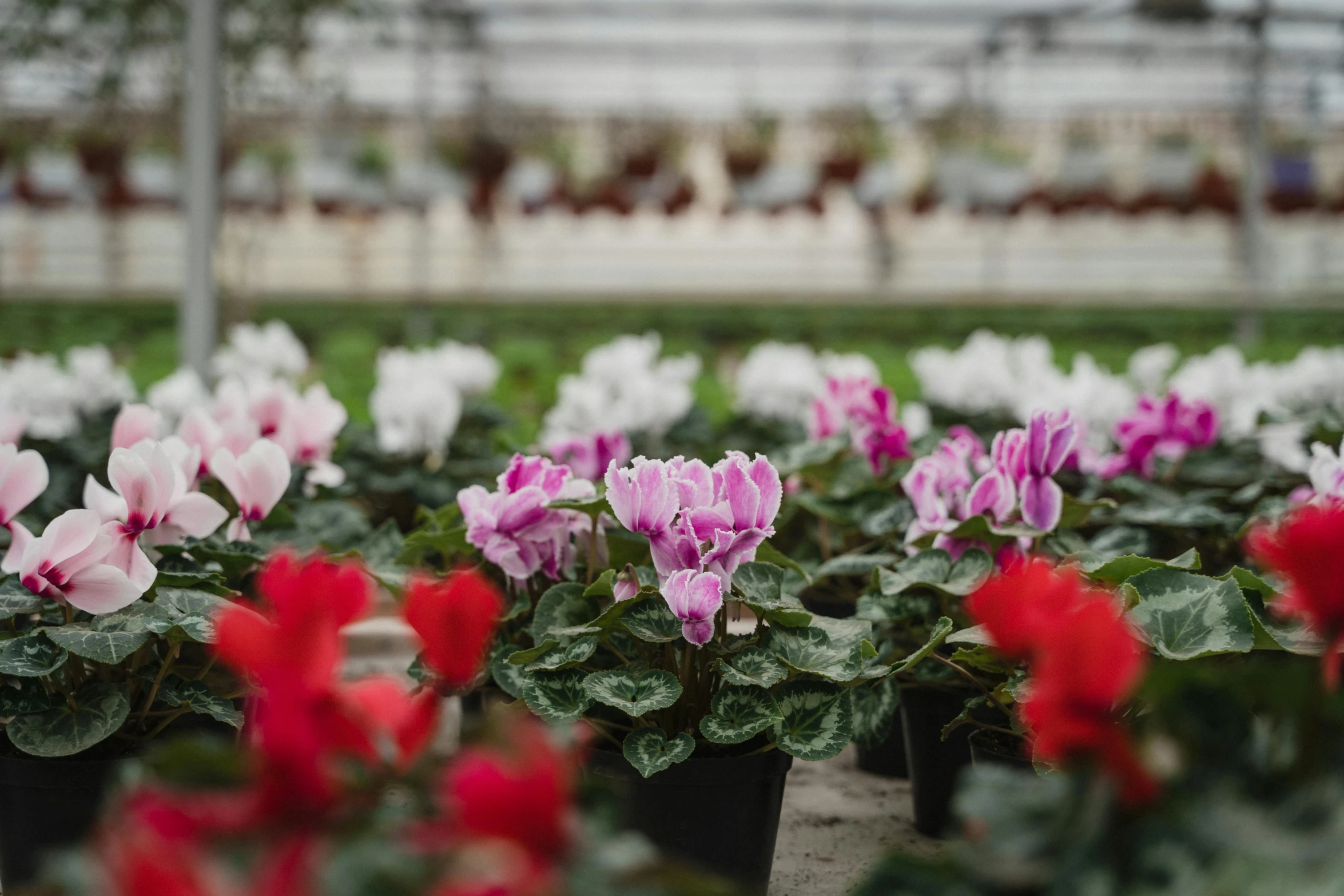 a greenhouse filled with lots of pink and white flowers, unsplash, renaissance, flower sepals forming helmet, lined up horizontally, purple and scarlet colours, winter vibrancy