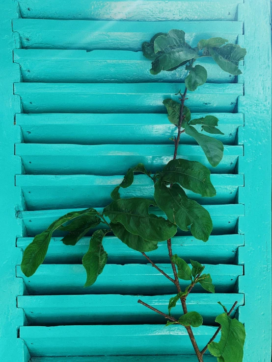 a plant that is growing out of a window, a photorealistic painting, inspired by Robert Mapplethorpe, unsplash, cyan shutters on windows, vine art, ((greenish blue tones)), high angle close up shot