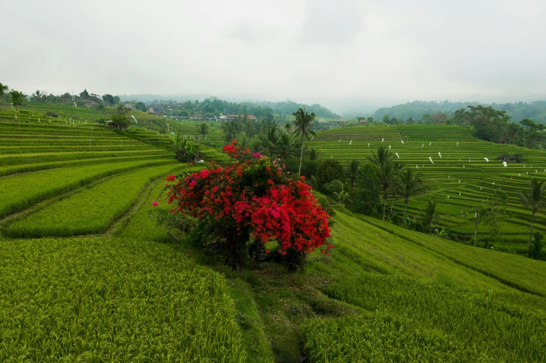 a tree sitting in the middle of a lush green field, by Jessie Algie, pexels contest winner, sumatraism, red blooming flowers, terraced, grey, slide show