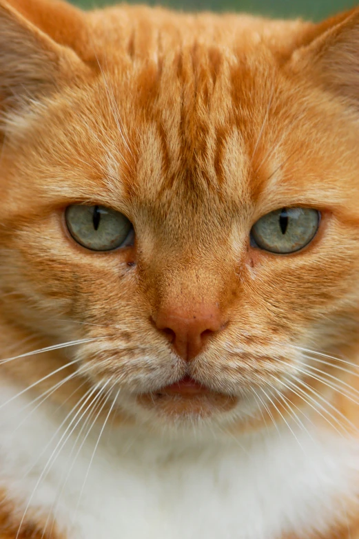 a close up of a cat with green eyes, by Terese Nielsen, ginger cat in mid action, irritated expression, scowling, wrinkles