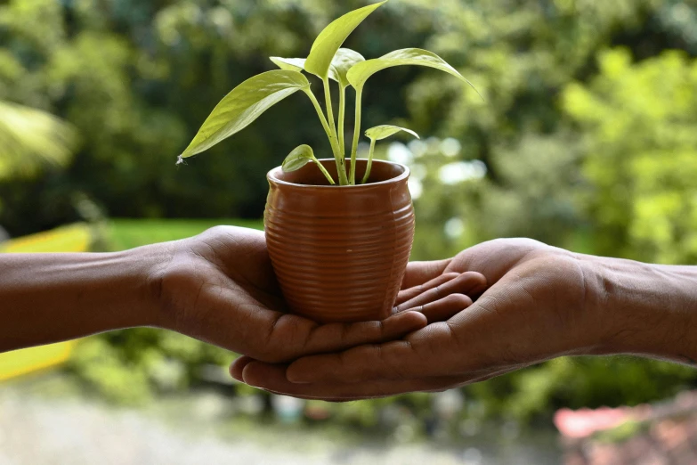 a person holding a pot with a plant in it, brown, small, environment friendly, kalighat flowers