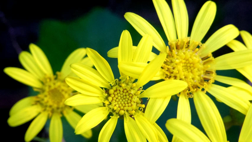 a group of yellow flowers sitting next to each other, a macro photograph, by Gwen Barnard, slide show, portrait image