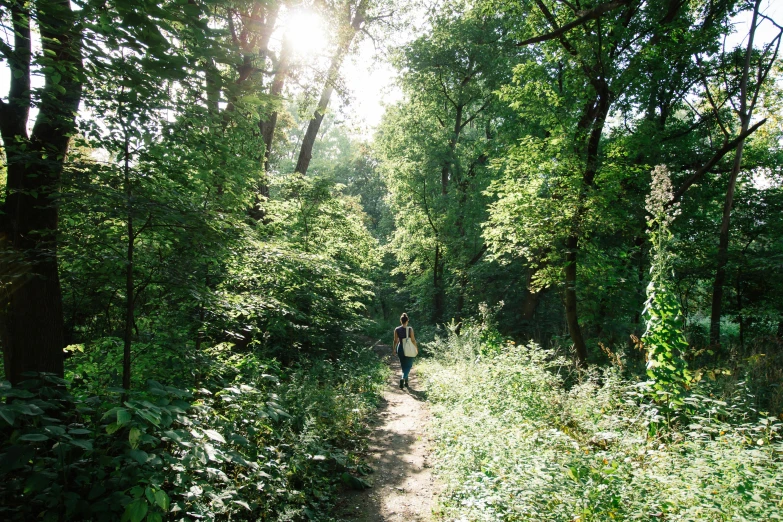 a person walking down a path in the woods, lush greenery, in sunny weather, instagram photo, filmstill