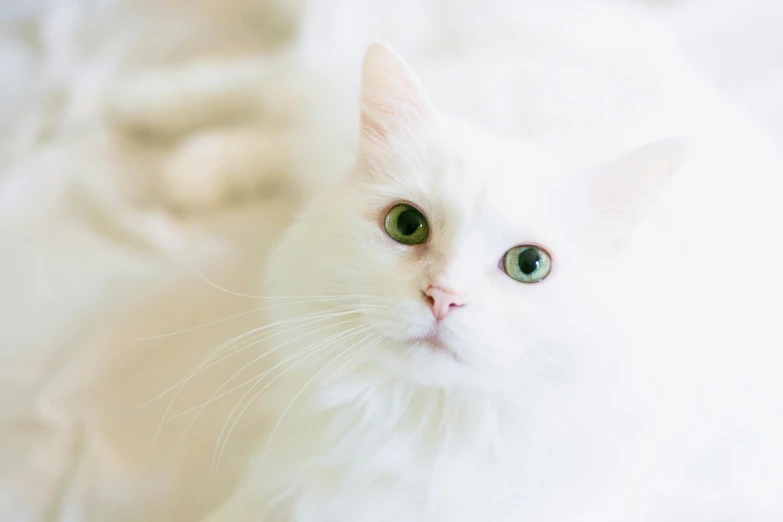 a close up of a white cat with green eyes, trending on unsplash, on a white table, persian princess, high-quality photo, wide eyed