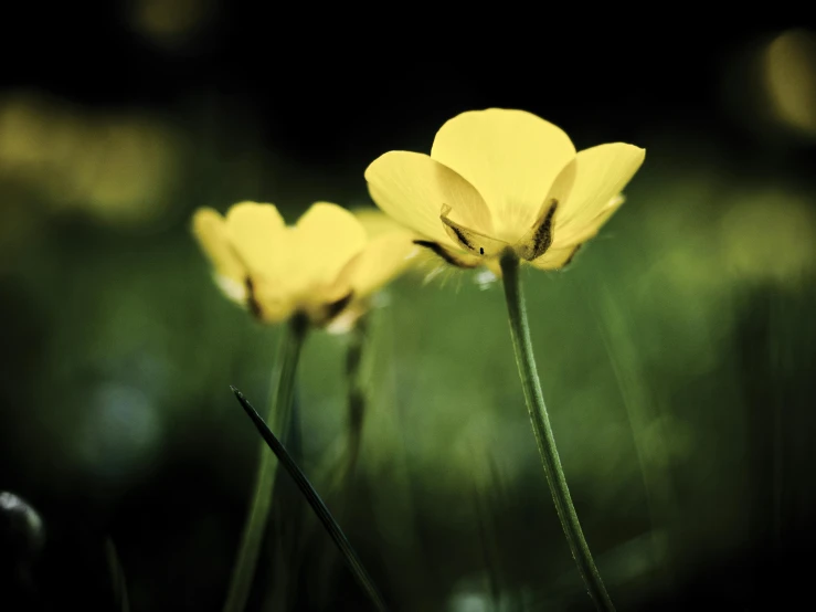 a couple of yellow flowers sitting on top of a lush green field, unsplash, minimalism, against dark background, with laser-like focus, instagram picture, anemones