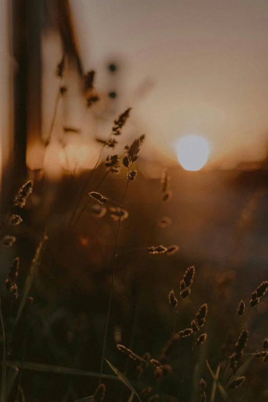 a field of grass with the sun setting in the background, by Niko Henrichon, trending on unsplash, brown, low quality photo, soft window light, focused photo