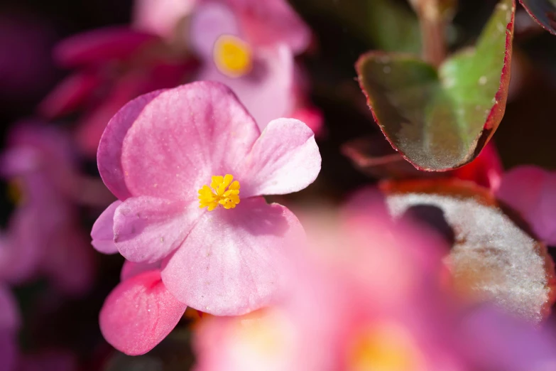 a close up of a pink flower with green leaves, a macro photograph, by Julia Pishtar, unsplash, bauhaus, pink yellow flowers, brown, verbena, shades of pink and blue