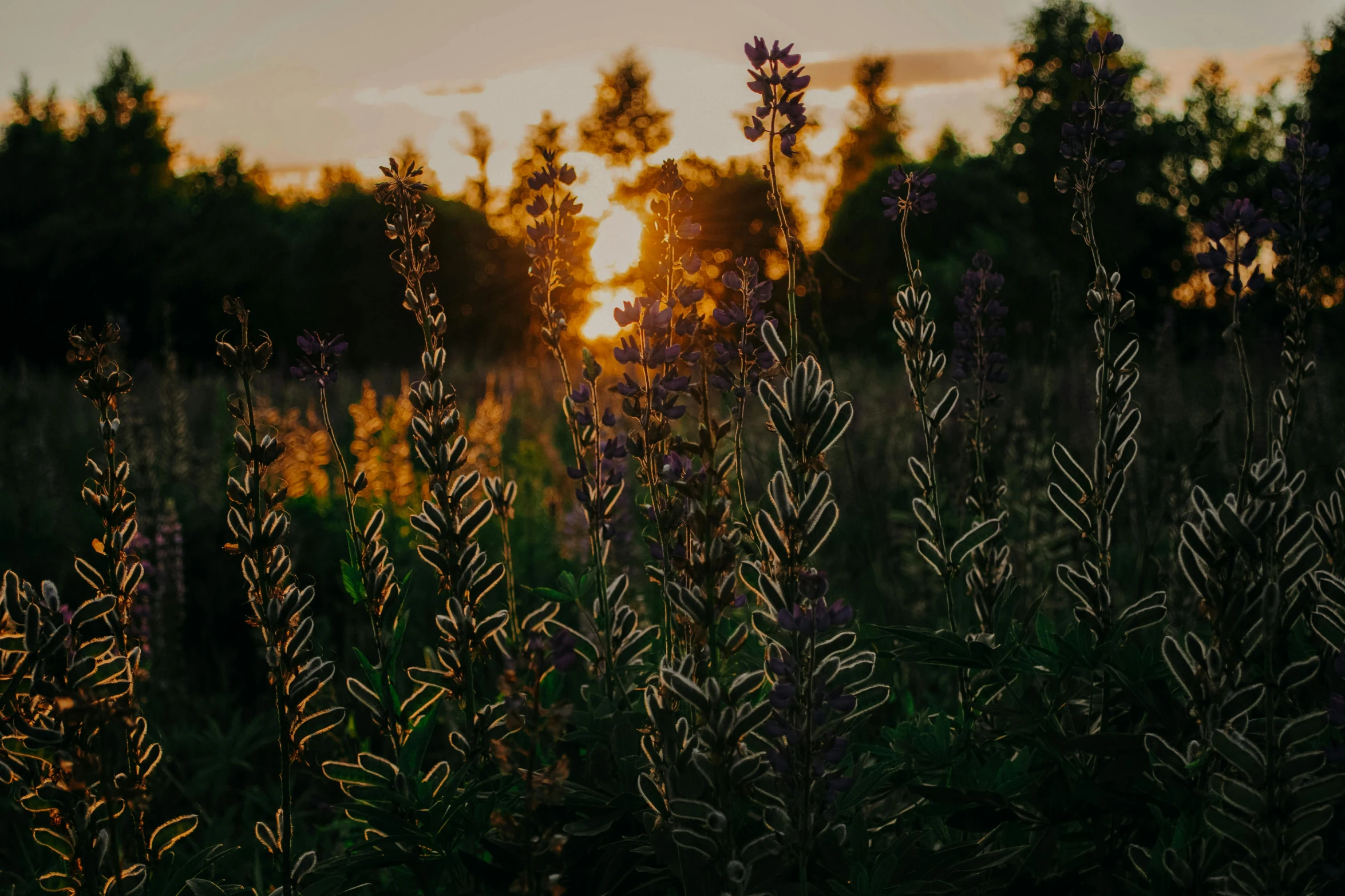a field full of tall grass with the sun setting in the background, by Attila Meszlenyi, unsplash contest winner, salvia, in a cottagecore flower garden, long violet and green trees, instagram post