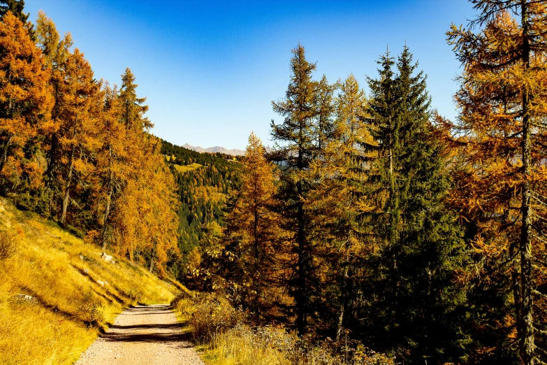 a dirt road in the middle of a forest, by Thomas Häfner, pexels, dolomites in background, golden autumn, 1 5 6 6, thumbnail