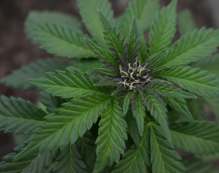 a close up of a plant with green leaves, cannabis paranoia, black flowers, thumbnail, dark rainbow nimbus