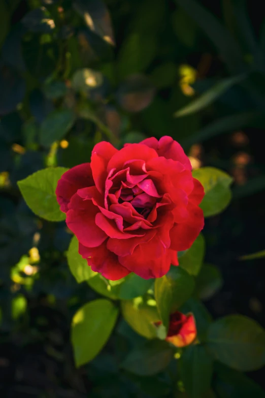 a single red rose blooming in a garden, a portrait, unsplash, slide show, beautifully lit, crimson, no cropping