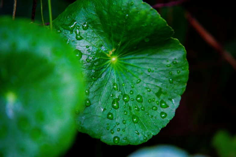 a close up of a leaf with water droplets on it, unsplash, hurufiyya, fan favorite, green lily pads, nothofagus, subtropical flowers and plants