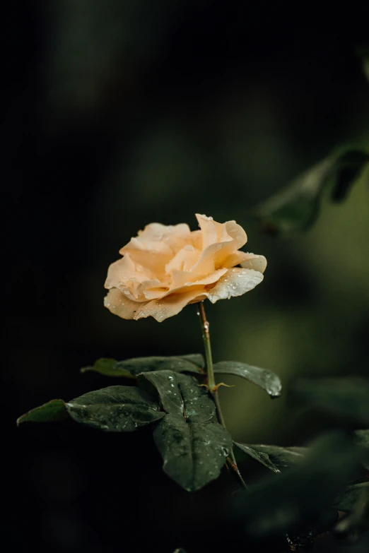 a yellow rose sitting on top of a leaf covered tree, inspired by Elsa Bleda, unsplash, paul barson, very wet, pale orange colors, slide show