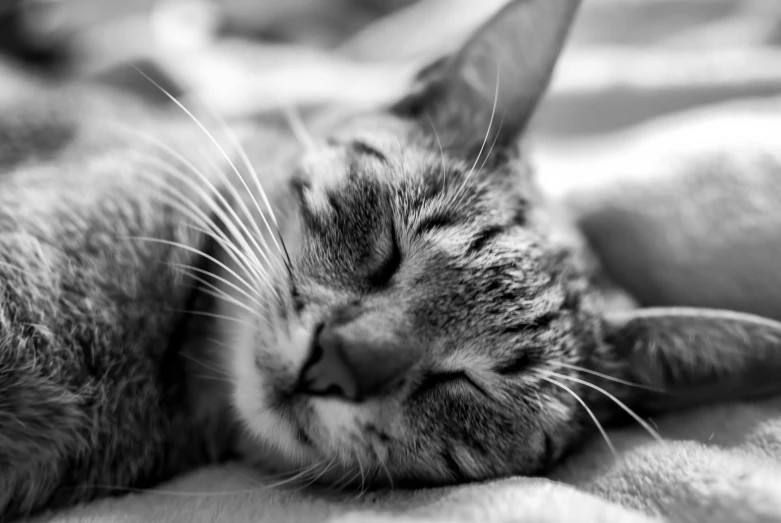 a close up of a cat sleeping on a bed, a black and white photo, pexels, happy face, beautiful picture of stray, closed-eyes, gleaming silver