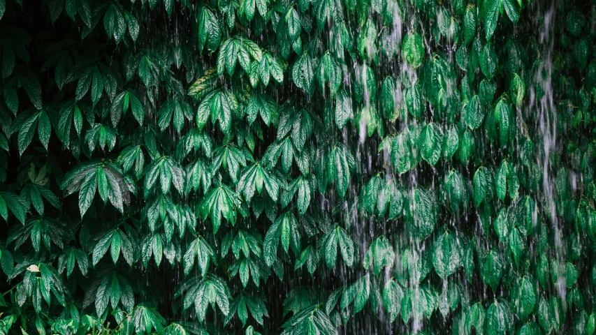 a man standing in front of a waterfall of water, inspired by Elsa Bleda, trending on unsplash, highly detailed green leaves, raining outside the cafe, sustainable materials, ignant