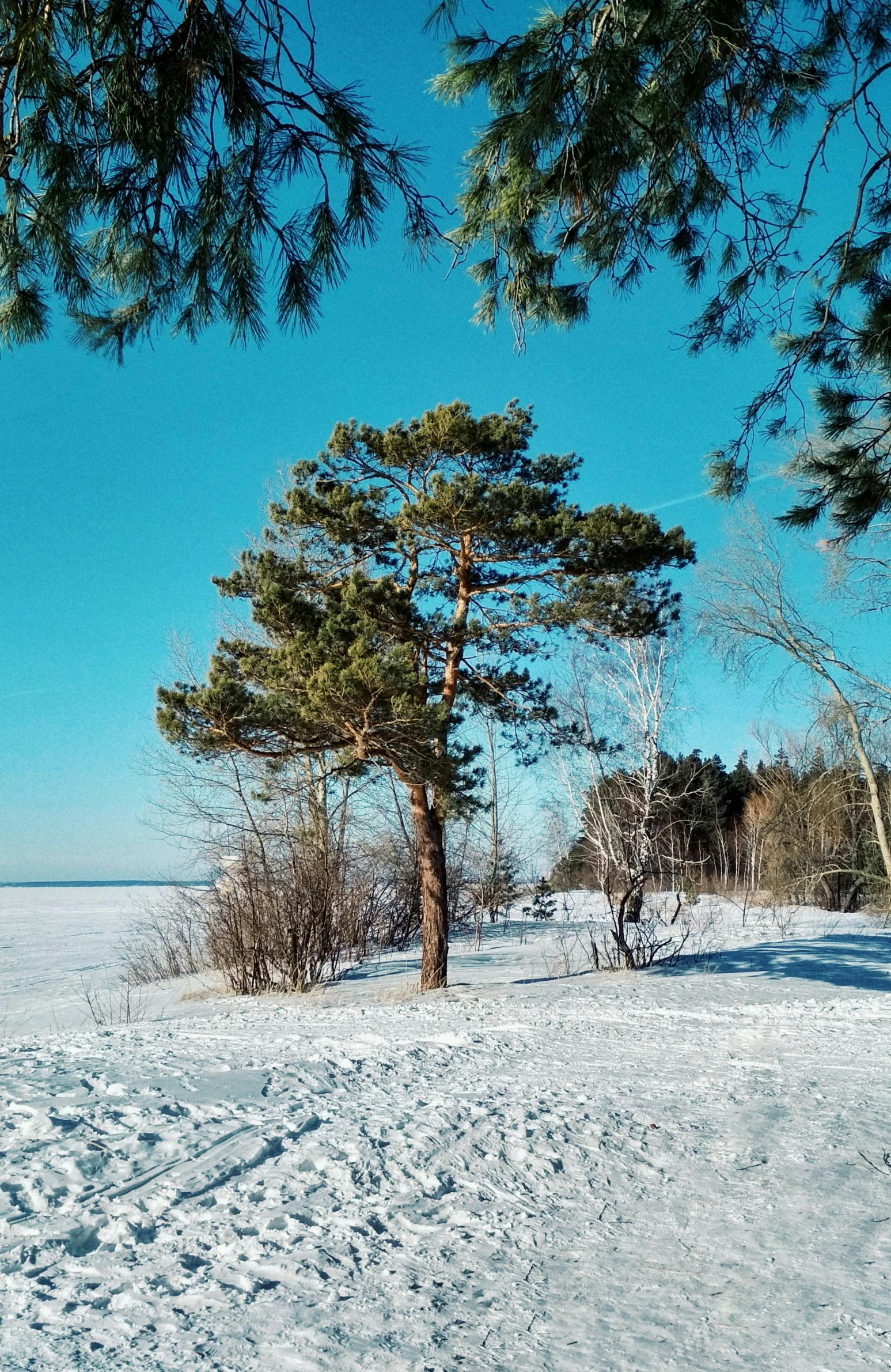 a man riding a snowboard down a snow covered slope, a picture, land art, the tree is on top of a calm sea, today\'s featured photograph 4k, espoo, cold as ice! 🧊