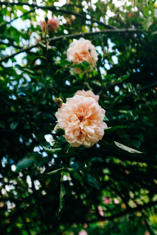 a bunch of pink flowers sitting on top of a tree, inspired by Elsa Bleda, unsplash, pale orange colors, rose garden, lush greenery, taken on iphone 14 pro