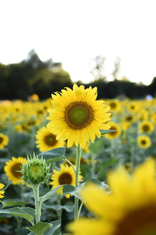 a field of sunflowers on a sunny day, looking to the side off camera, lit up, grey, a green