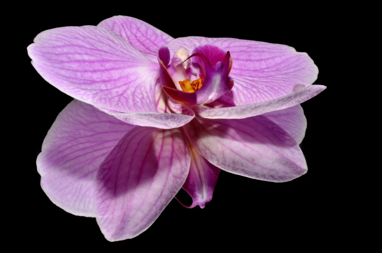 a close up of a flower on a black surface, reflective orchid flower, istockphoto, pink reflections, mirrored