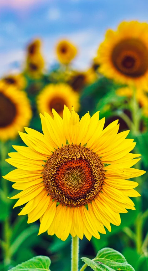 a field of sunflowers with a blue sky in the background, an album cover, trending on pexels, renaissance, glossy surface, full frame image, colors: yellow, instagram photo