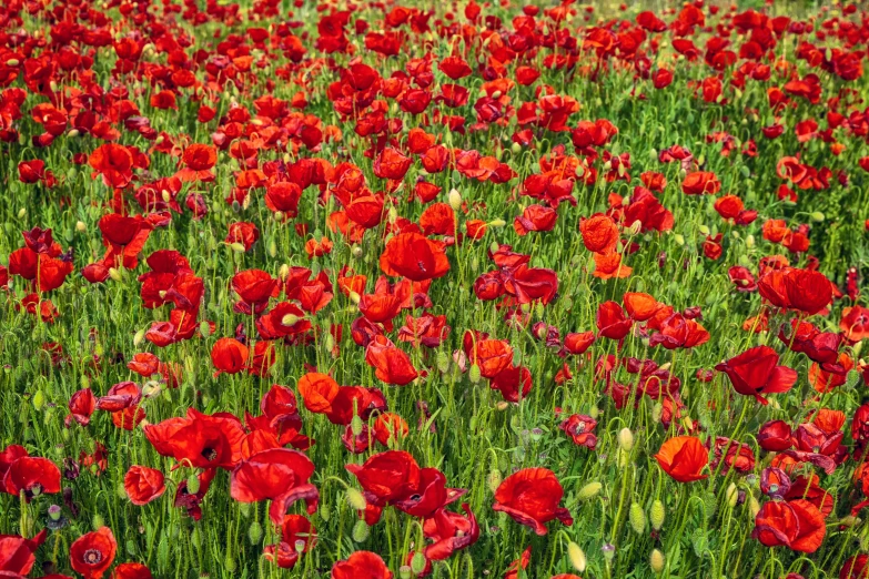 a field filled with lots of red flowers, by Svetlin Velinov, pexels, 1 6 x 1 6, green bright red, fine art print, remembrance