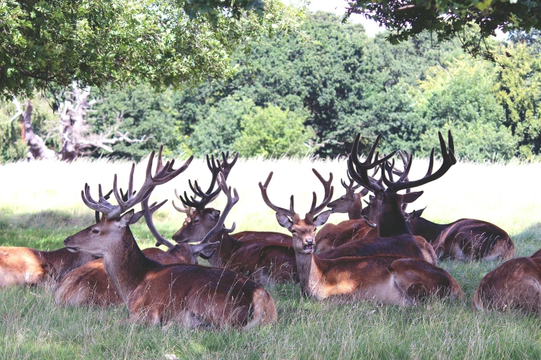 a herd of deer laying on top of a lush green field, wearing a crown made of antlers, esher, photo”