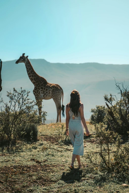 a couple of giraffe standing on top of a grass covered hillside, pexels contest winner, arabesque, girl walking on mountain, very kenyan, facing away, snacks