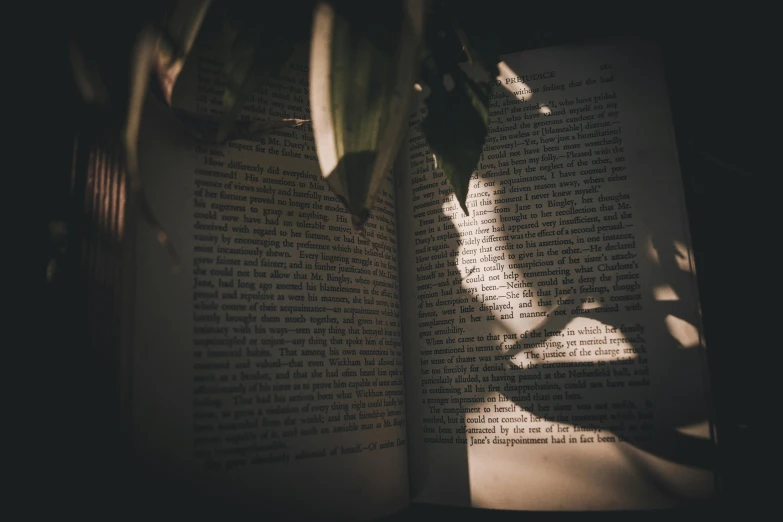 an open book sitting on top of a table next to a plant, pexels contest winner, romanticism, shadowy lighting, portrait photo, moving poetry, seen from below